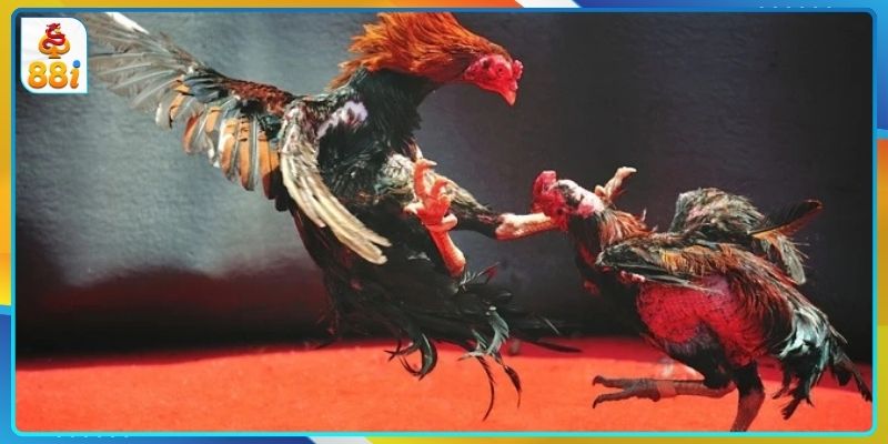 Đá Gà 88I