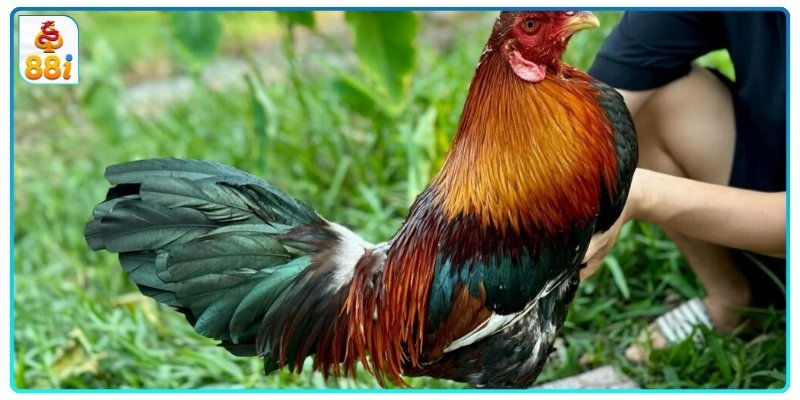 Cụ thể cách pha nghệ cho gà đá với 5 bước