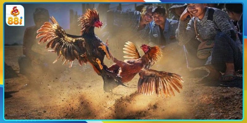 Đá Gà 88I